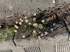 Erigeron karvinskianus image