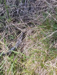 Pseudechis porphyriacus