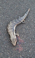 Tiliqua scincoides