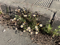 Erigeron karvinskianus image