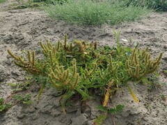 Rumex maritimus