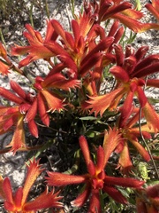 Anigozanthos humilis