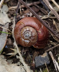 Austrorhytida capillacea