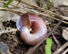 Austrorhytida capillacea