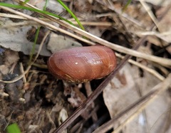 Austrorhytida capillacea
