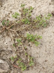 Potentilla supina