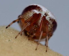 Araneus thaddeus