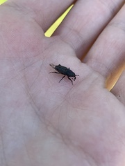Sphenophorus parvulus