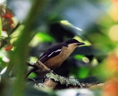 Laniarius ferrugineus