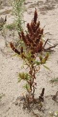 Rumex maritimus