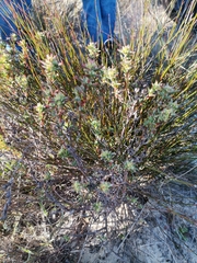 Lampranthus stenopetalus