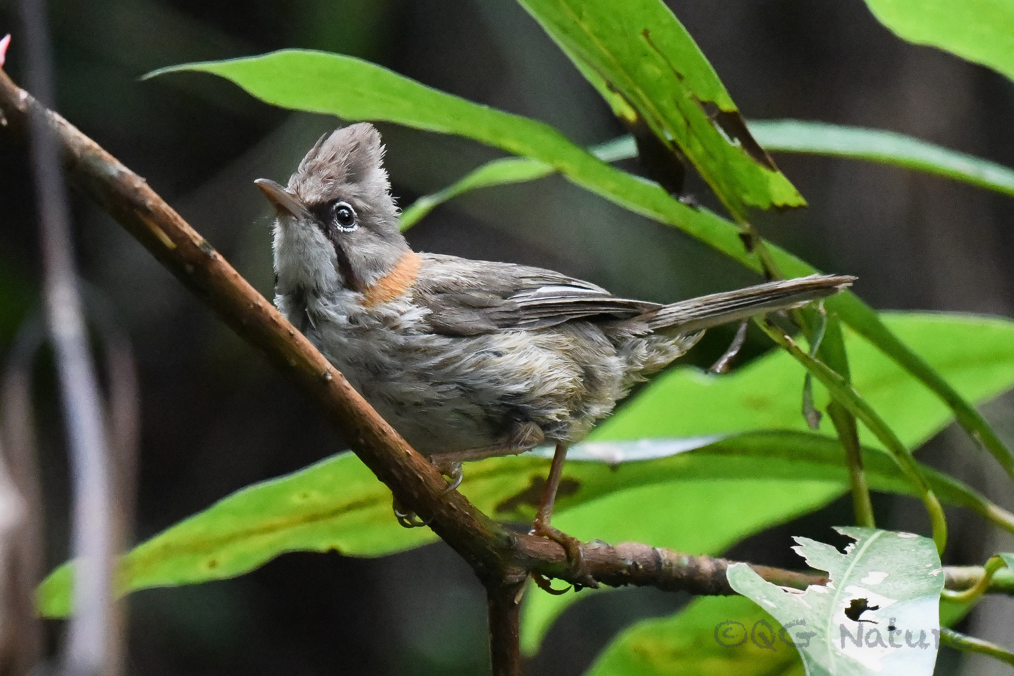 Whiskered Yuhina