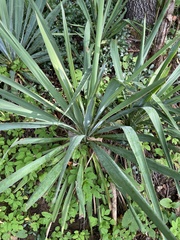 Yucca filamentosa