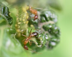 Camponotus albosparsus