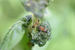 Camponotus albosparsus