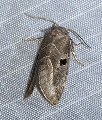 Plagiomimicus pityochromus