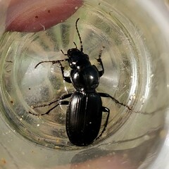 Pterostichus madidus