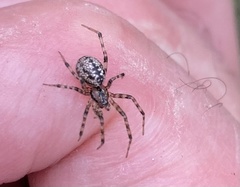 Stemonyphantes lineatus