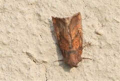 Papaipema impecuniosa
