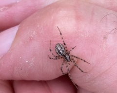 Stemonyphantes lineatus