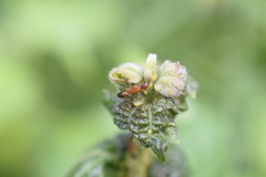 Camponotus albosparsus