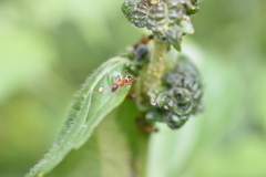 Camponotus albosparsus
