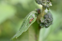 Camponotus albosparsus