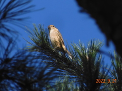 Lanius bucephalus