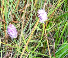Polygala cruciata