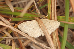 Scopula inductata