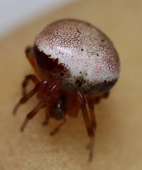 Araneus thaddeus
