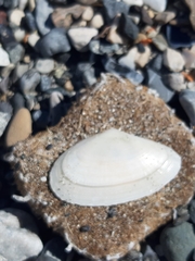 Tellinidae