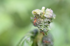 Camponotus albosparsus