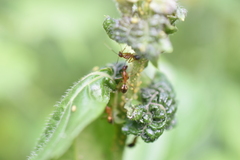 Camponotus albosparsus
