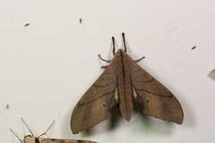 Marumba cristata bukaiana