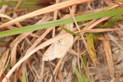 Scopula inductata