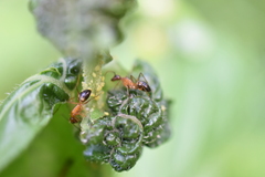 Camponotus albosparsus