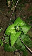 Hasteola suaveolens