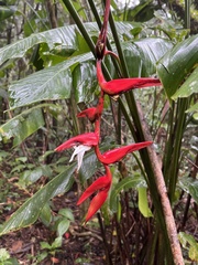 Heliconia pendula