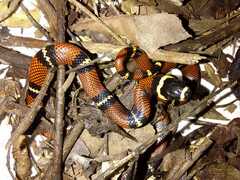 Lampropeltis abnorma