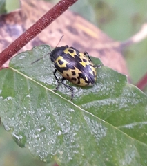 Zygogramma signatipennis