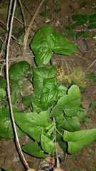 Hasteola suaveolens