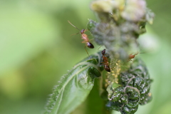 Camponotus albosparsus