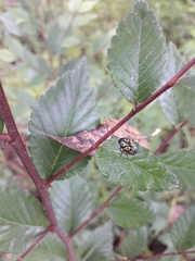 Zygogramma signatipennis