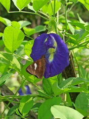 Notocrypta curvifascia