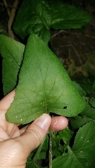 Hasteola suaveolens