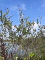 Salix cordata