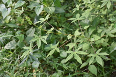 Hibiscus surattensis