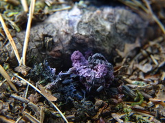 Nectriopsis violacea