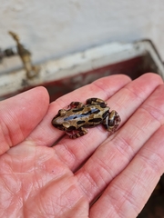 Kassina senegalensis